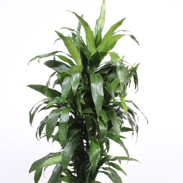 Dracaena fragrans 'Janet Craig'