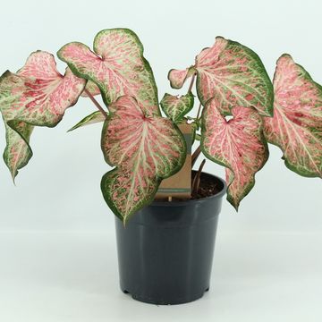 Caladium 'Candyland'