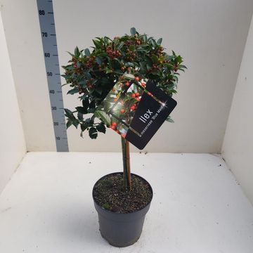 Ilex x meserveae 'Blue Maid'