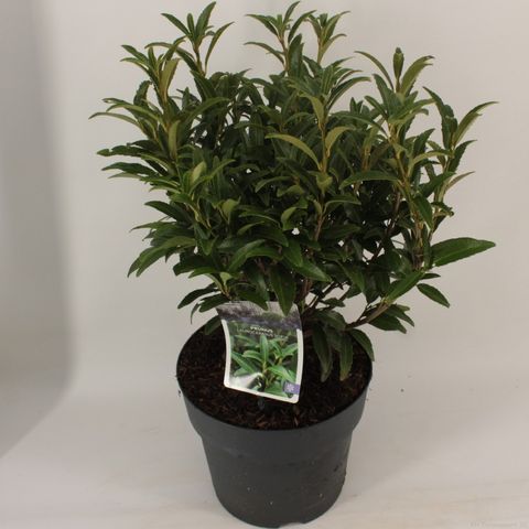 Prunus laurocerasus SOFIA