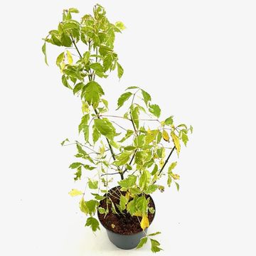 Acer negundo 'Variegatum'