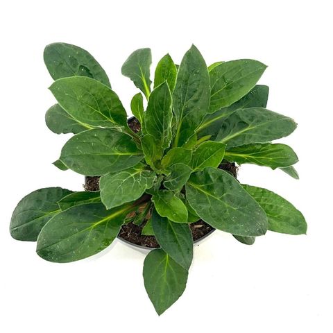 Silene dioica