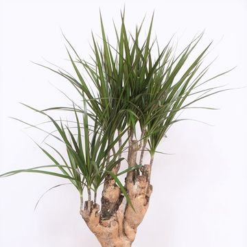 Dracaena marginata