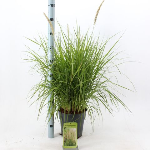 Pennisetum 'Fairy Tails'