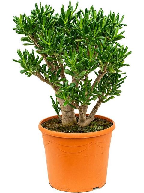 Crassula ovata 'Gollum'