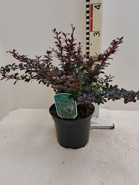 Berberis thunbergii 'Дартс Ред Леди'