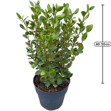 Griselinia littoralis GREEN HORIZON
