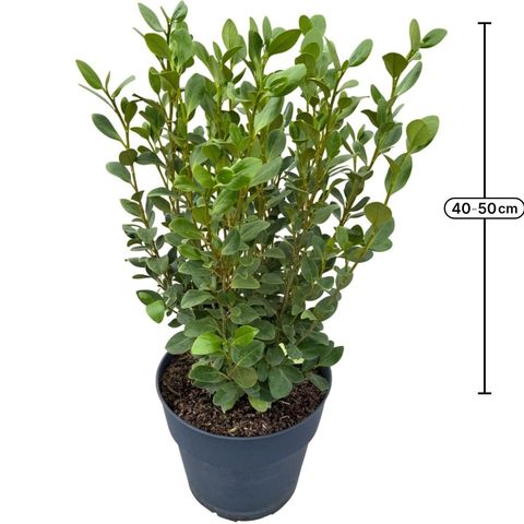 Griselinia littoralis GREEN HORIZON
