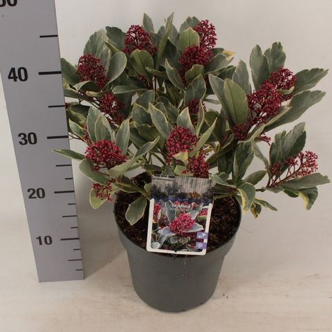 Skimmia japonica 'Perosa'