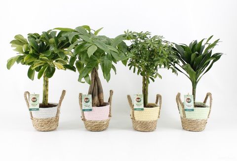 Plantes d'interieur MIX