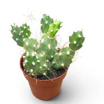 Tephrocactus neuquensis