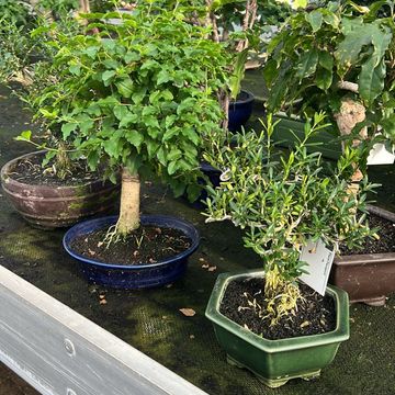 Bonsai MIX