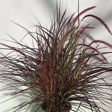 Pennisetum advena 'Fireworks'