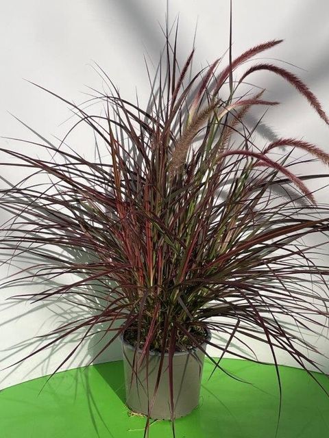 Pennisetum advena 'Fireworks'