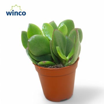 Crassula ovata 'Minova Magic'