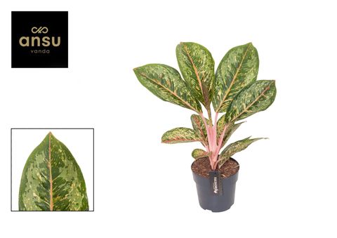 Aglaonema 'Camo Coralie'