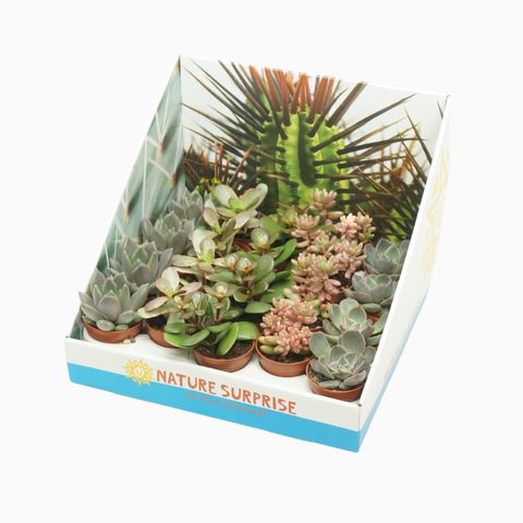 Succulents MIX