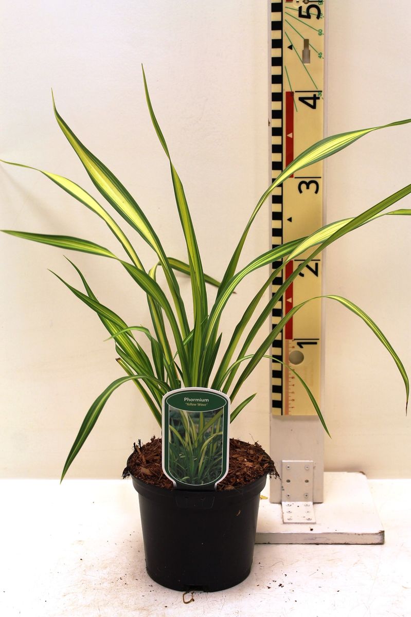 Phormium 'Yellow Wave' — Plant Wholesale FlorAccess