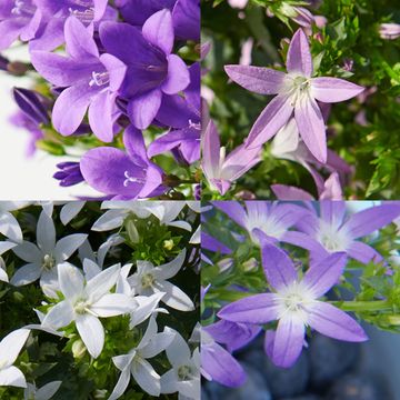 Campanula ADDENDA MIX
