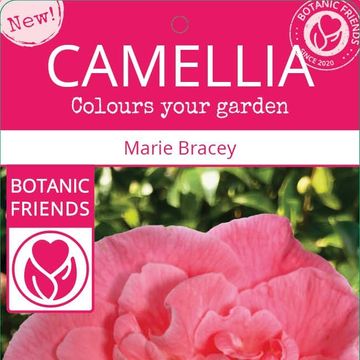 Camellia japonica 'Marie Bracey'