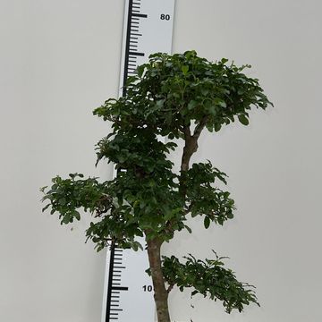 Ligustrum sinense