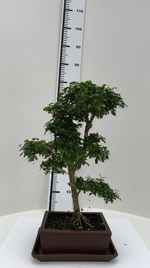 Ligustrum sinense