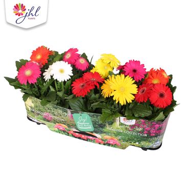 Gerbera MIX
