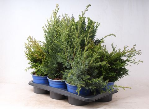 Conifers MIX