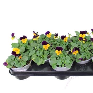 Viola EVO MINI ORANGE PURPLE JUMP UP