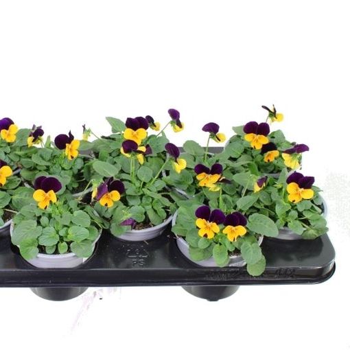 Viola EVO MINI ORANGE PURPLE JUMP UP