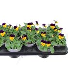 Viola EVO MINI ORANGE PURPLE JUMP UP