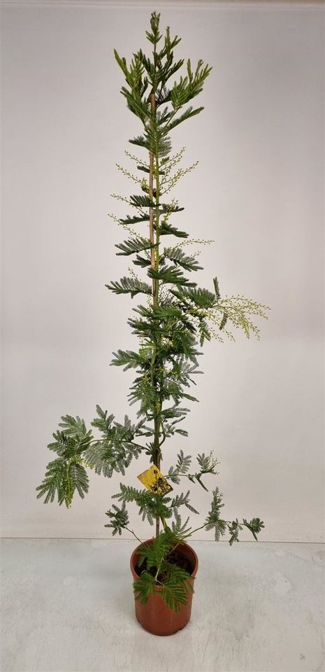 Acacia dealbata