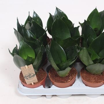 Sansevieria 'Golden Hahnii Black'