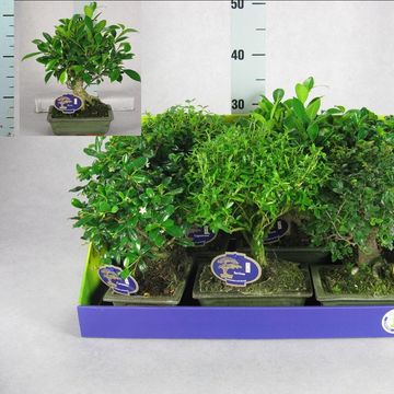 Bonsai MIX