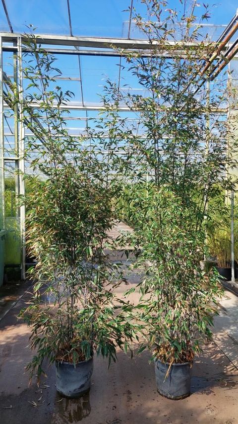 Phyllostachys nigra