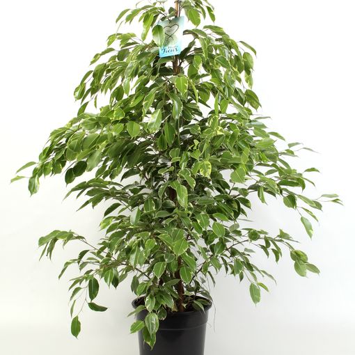 Ficus benjamina BUSHY KING — Plant Wholesale FlorAccess