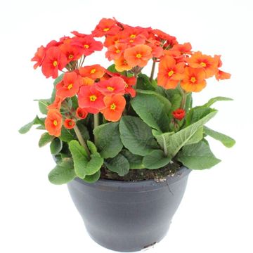 Primula 'Veristar Late Red'