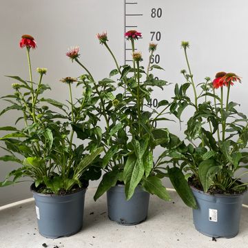 Echinacea LAKOTA MIX