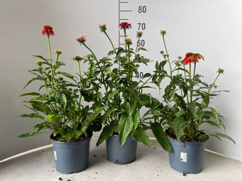 Echinacea LAKOTA MIX