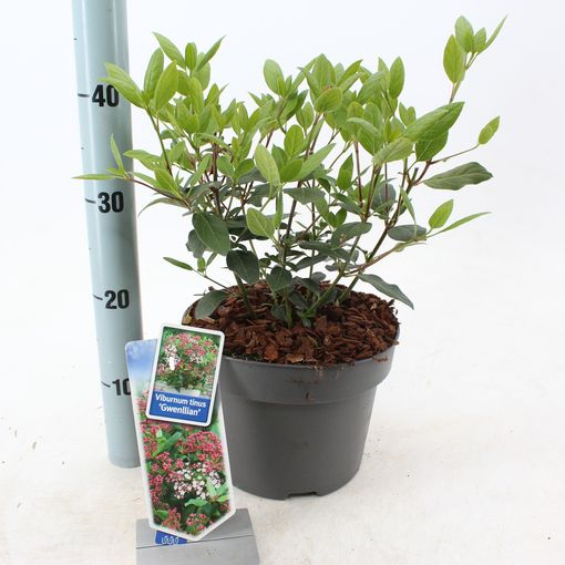 Viburnum tinus 'Gwenllian' (About Plants Zundert BV)