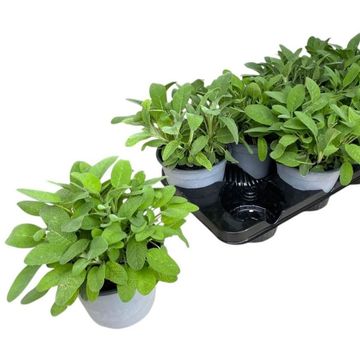 Salvia officinalis