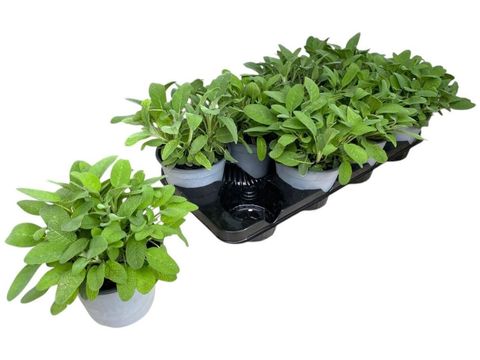 Salvia officinalis
