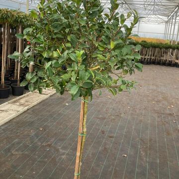 Ilex x meserveae 'Blue Maid'