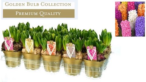 Hyacinthus orientalis MIX