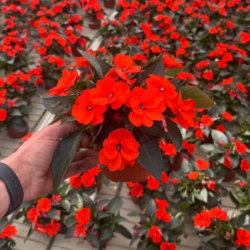 Impatiens SUNPATIENS COMPACT ORANGE