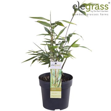 Phyllostachys aureosulcata 'Aureocaulis'