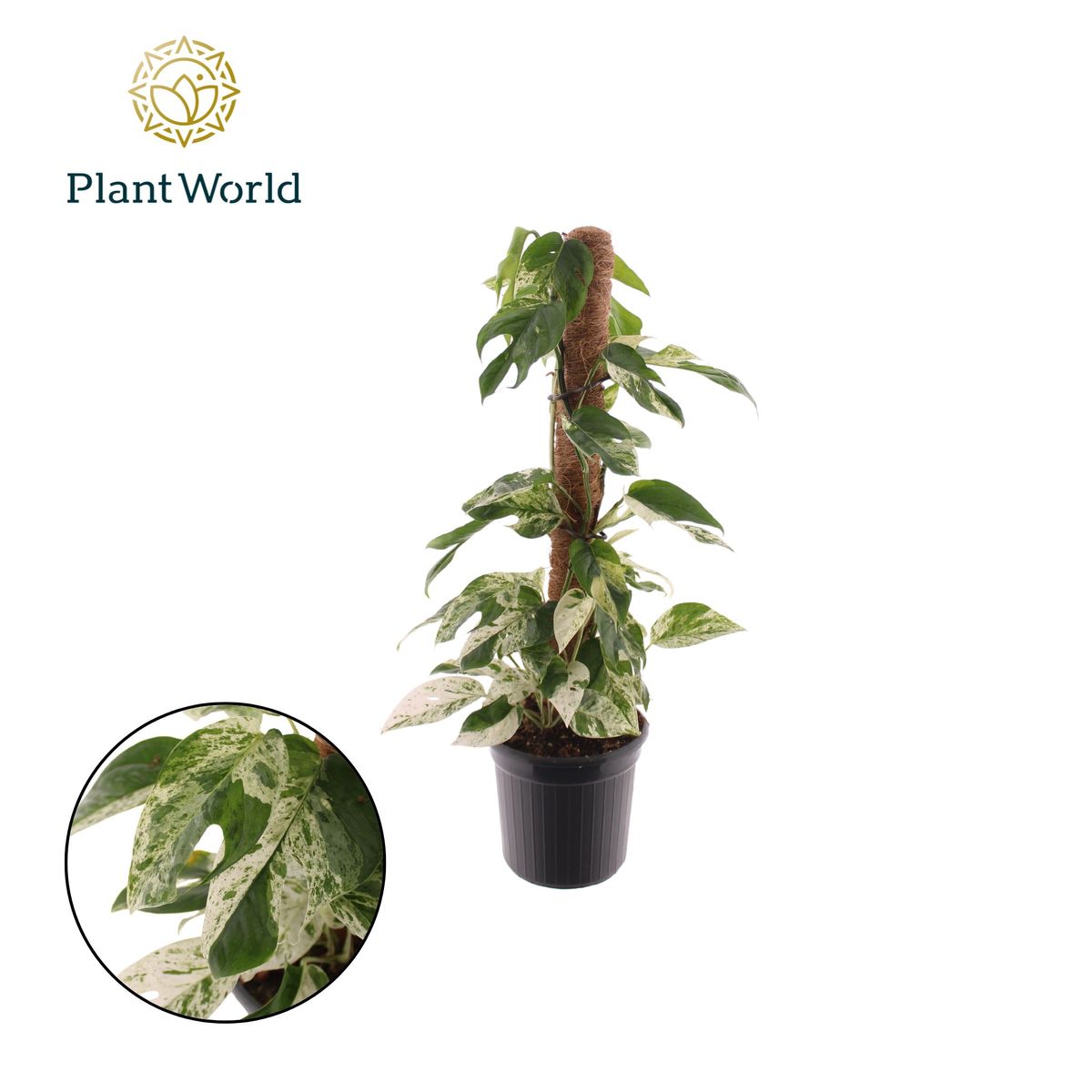 best artificial snake plant Artificial Snake Plant | Plants
