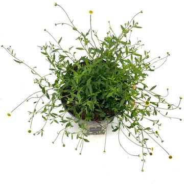 Erigeron karvinskianus