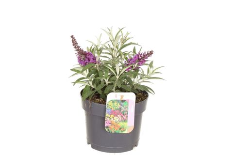 Buddleja davidii BUTTERFLY CANDY MIX