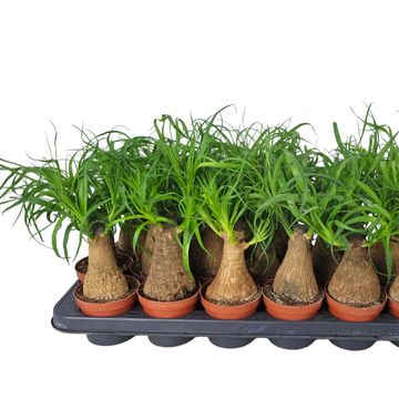 Beaucarnea recurvata